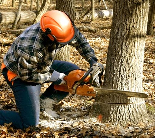 Tree Removal in Nelsonville, OH